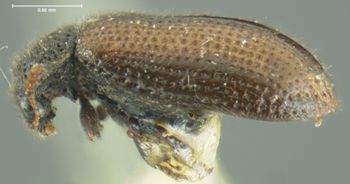 Media type: image;   Entomology 32369 Aspect: habitus lateral view